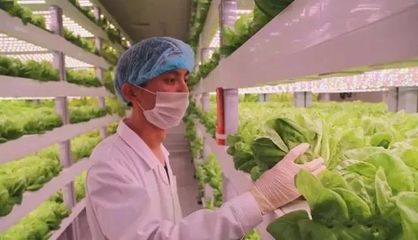 無土無光亦生長 探秘計算機集成下的現(xiàn)代農(nóng)業(yè)革命